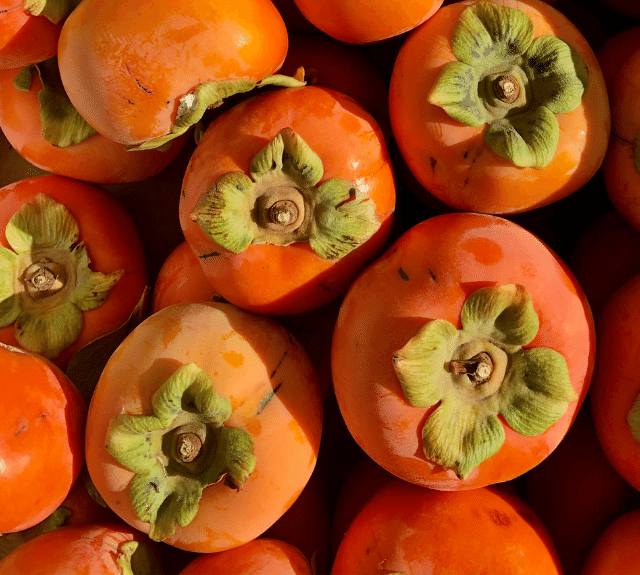 Persimmon Tree Fertilizer Haifa Group